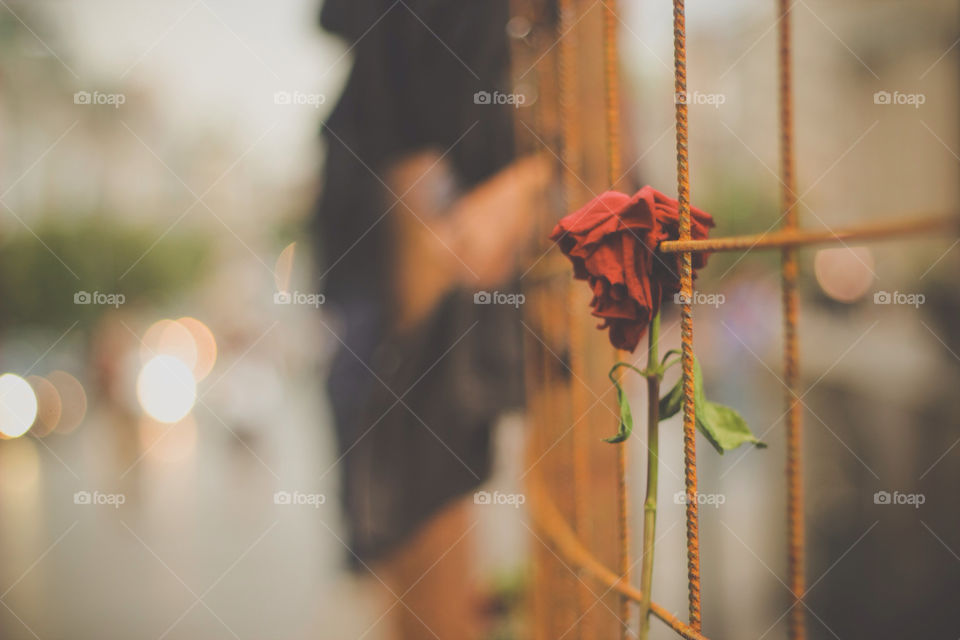 budapest red fence rose by egnell