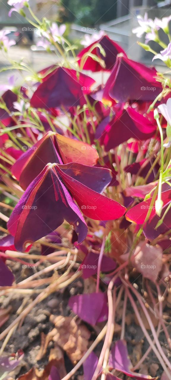 Beautiful red leaves