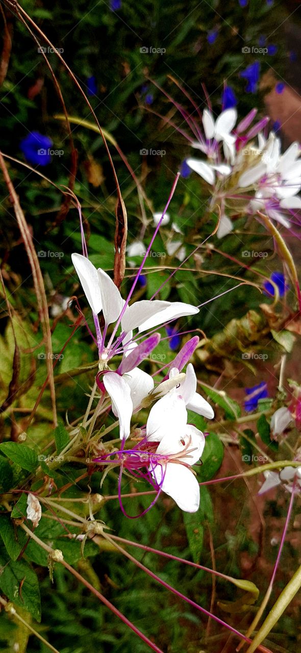 white and pink flowers in bloom after days of rain