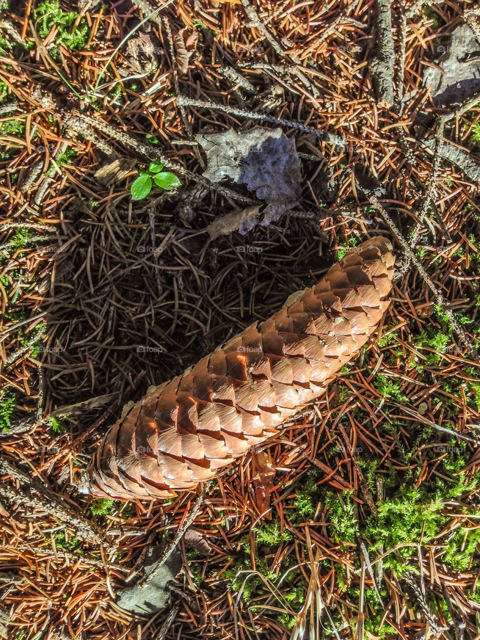 Fir cone