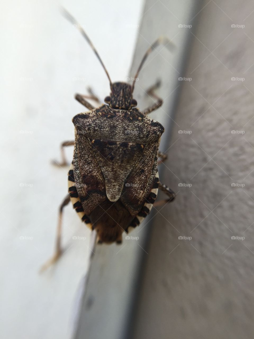 Macro stink bug