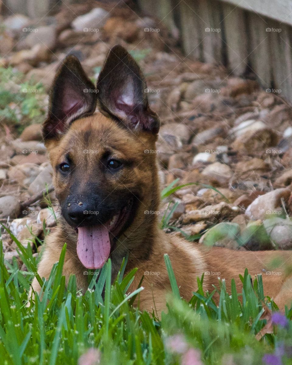 11 week old Belgian Malinois