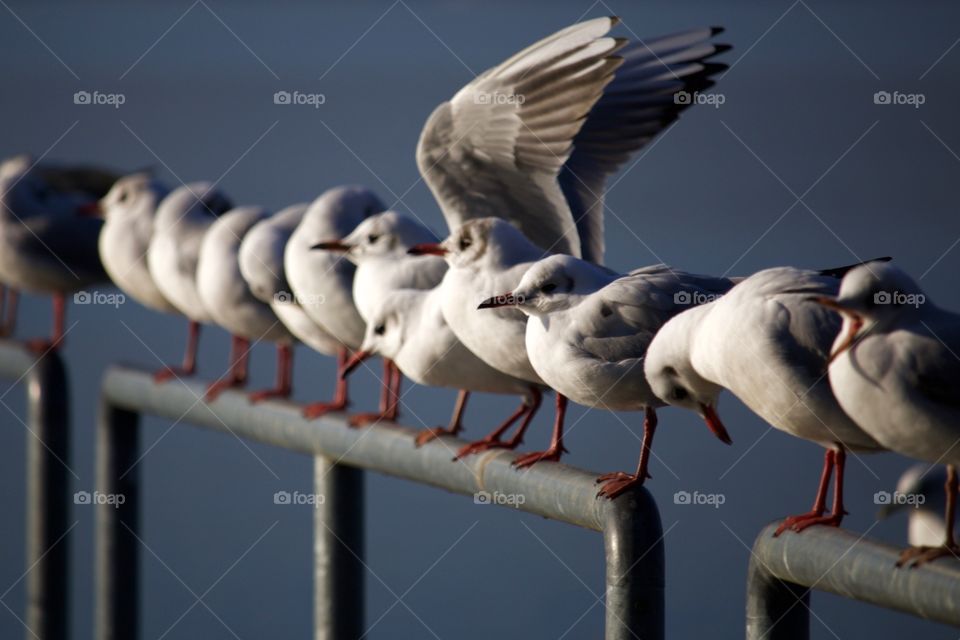Seagulls perching on railing