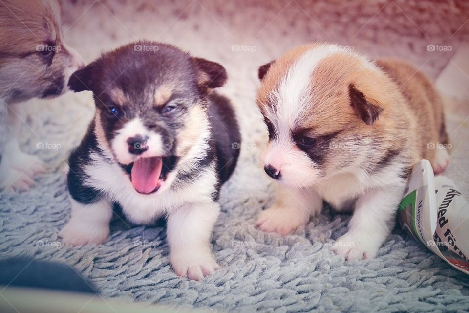 Cute pups