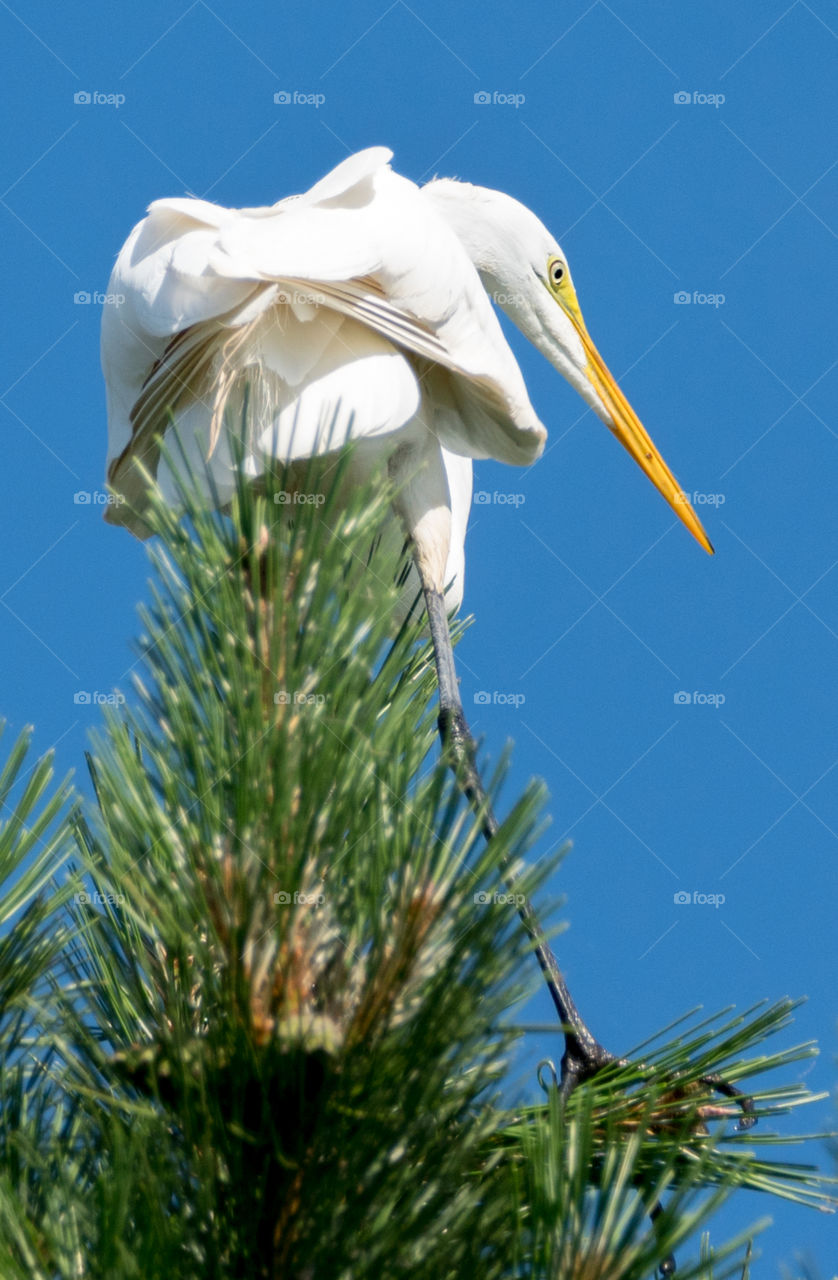 hanging in the treetops