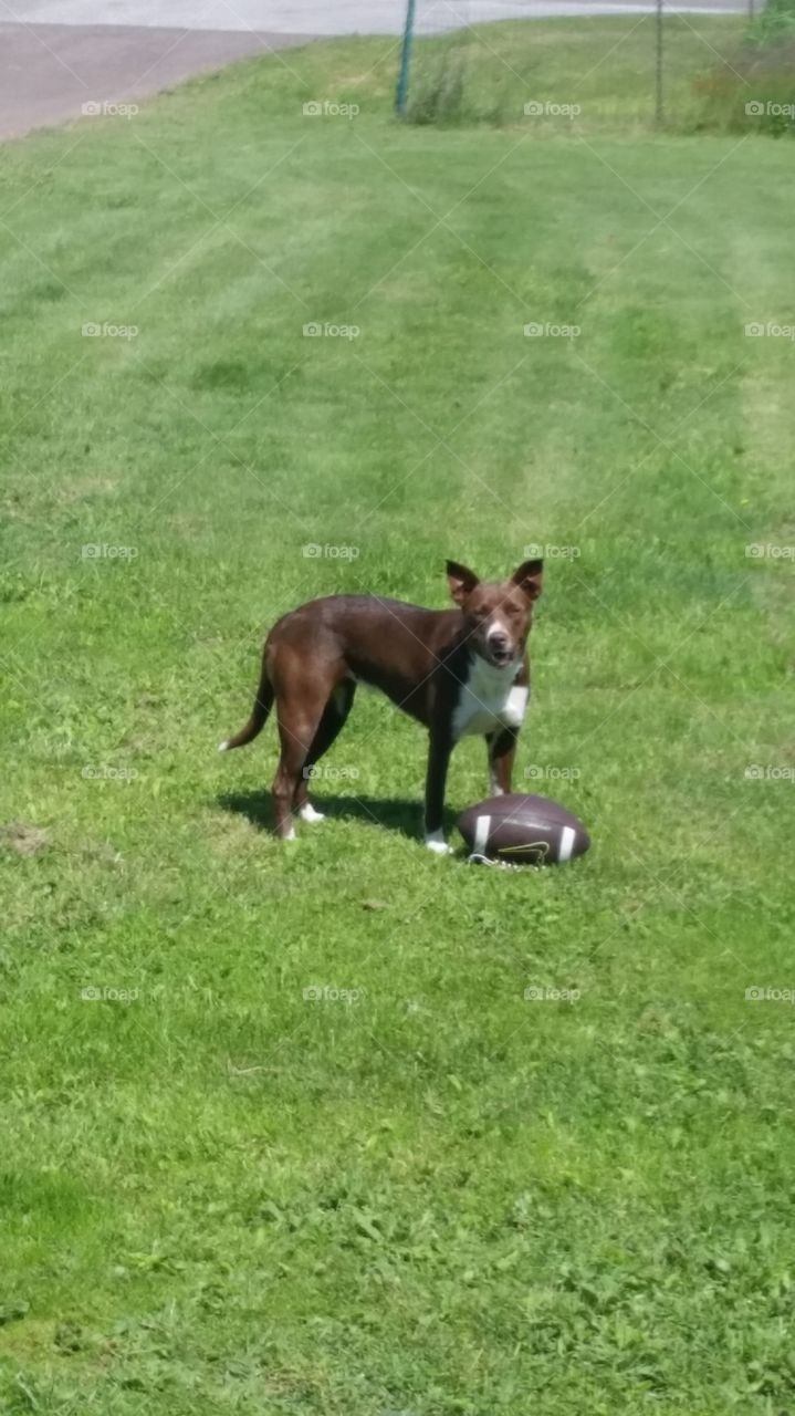 Dog and a football