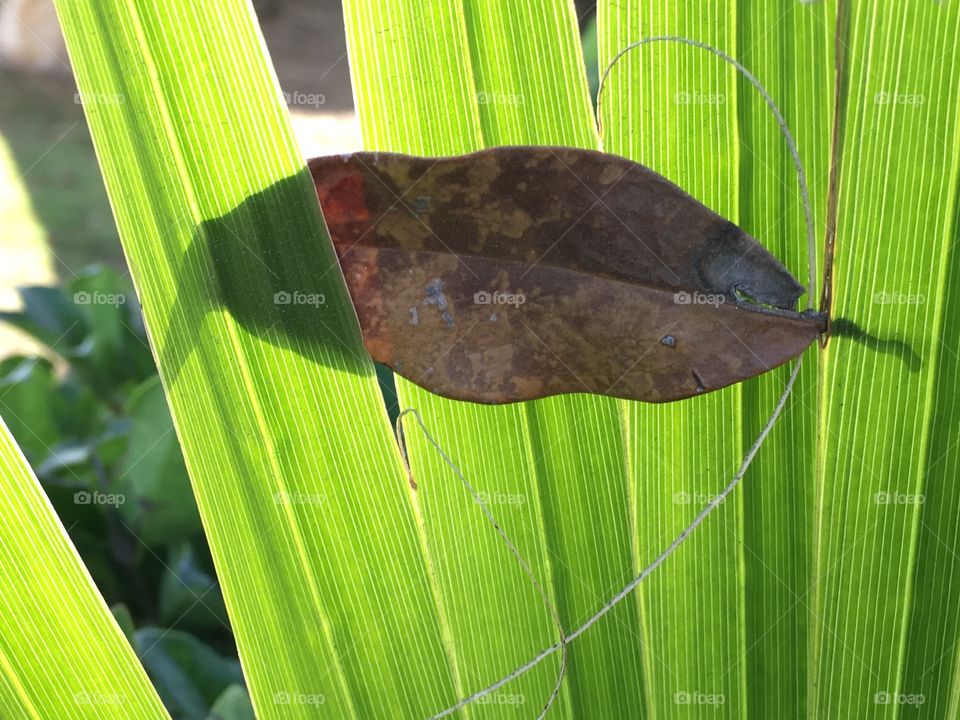 Leaf - fallen, caught