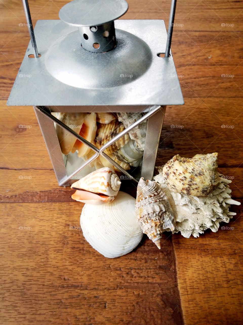 Seashells with Lantern