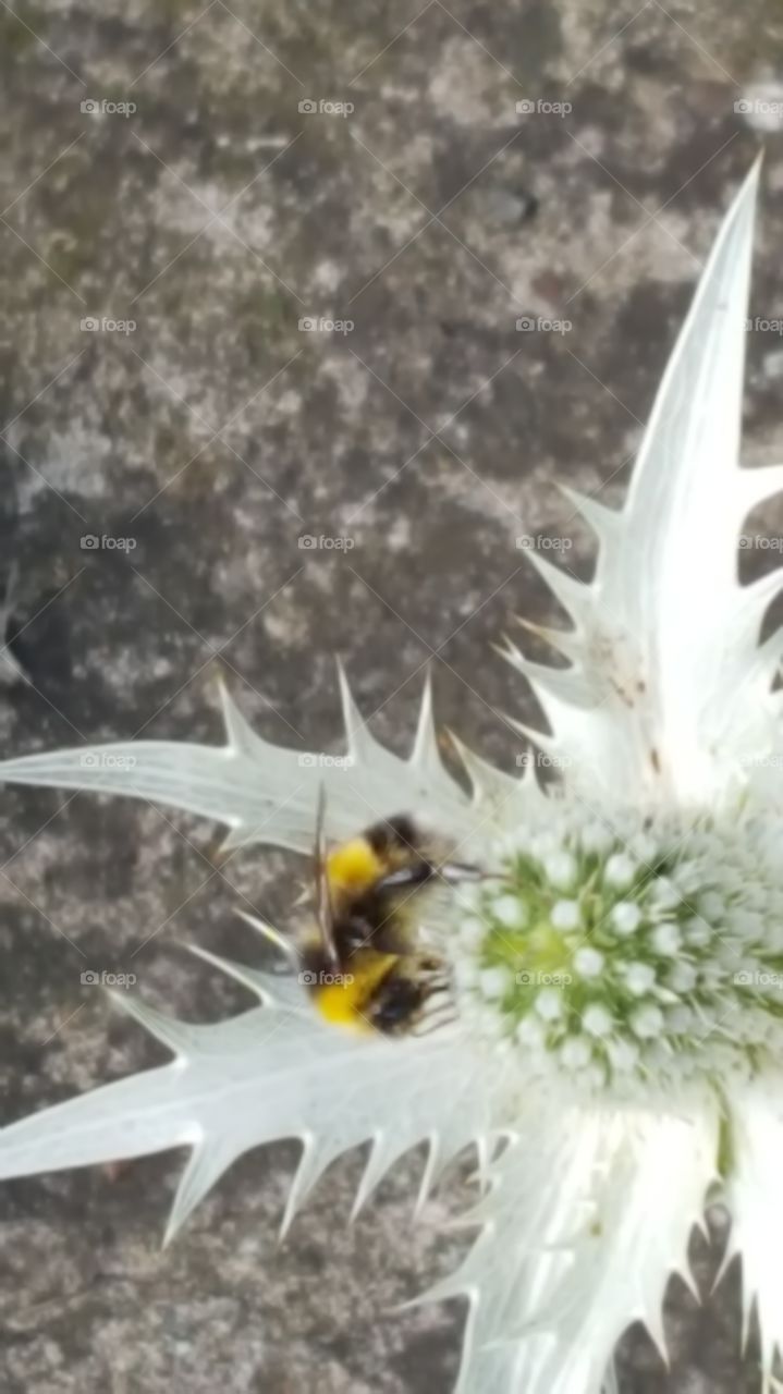 spikes and bee