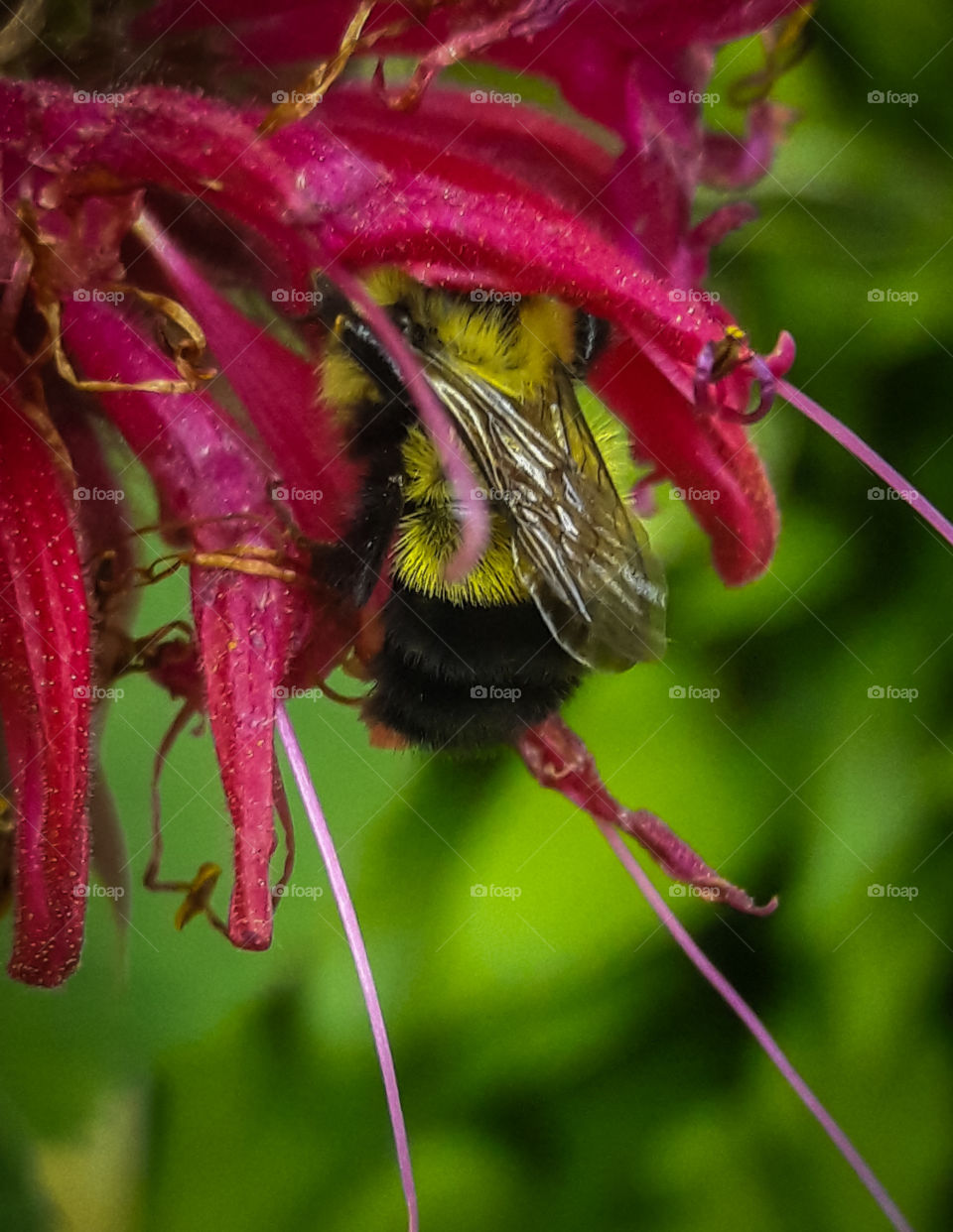 Fuzzy bumble bee, getting some nectar, from a bee balm flower.