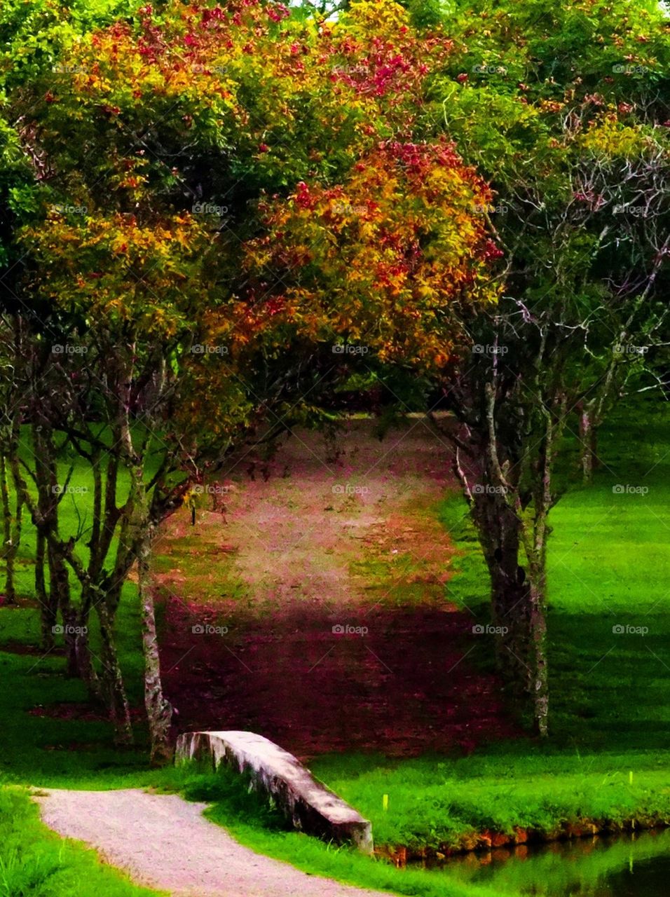 Trees in golf course