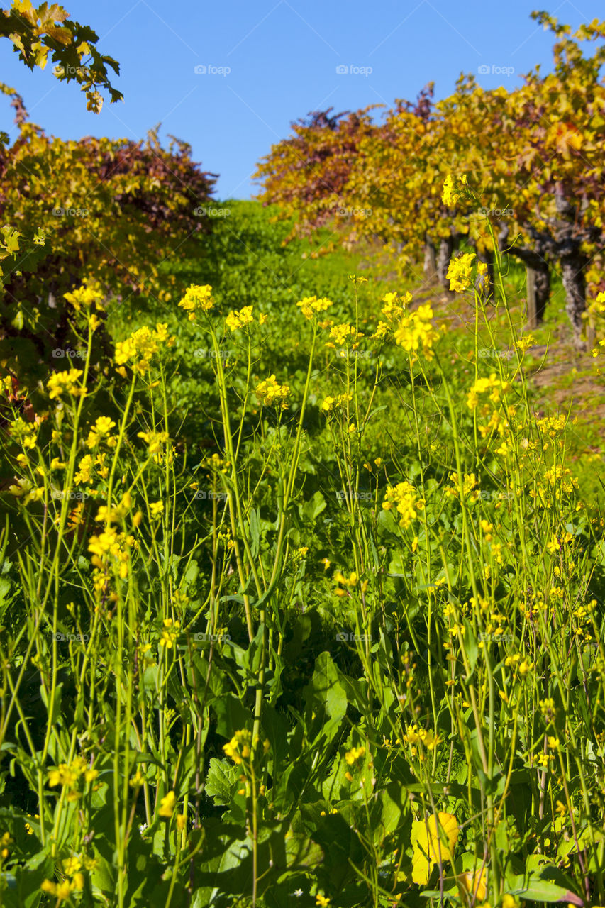 THE AUTUMN IN NAPPA VALLEY