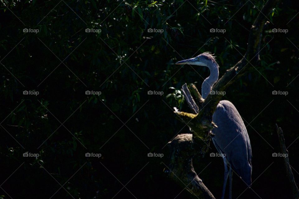 Close-up of gray heron perching on branch