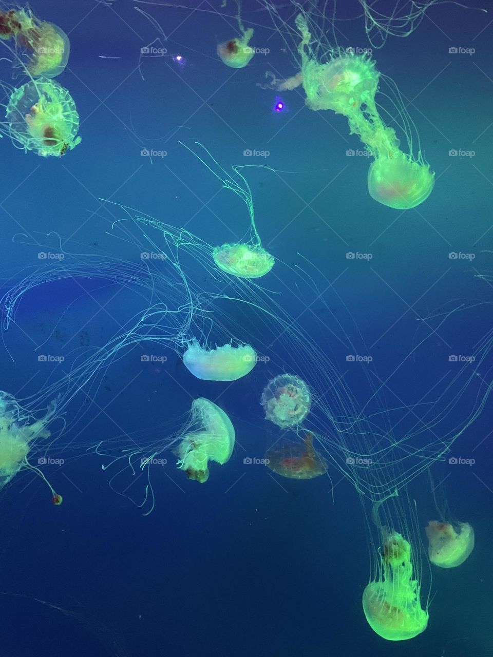 Green jellyfish floating and connected with each other 