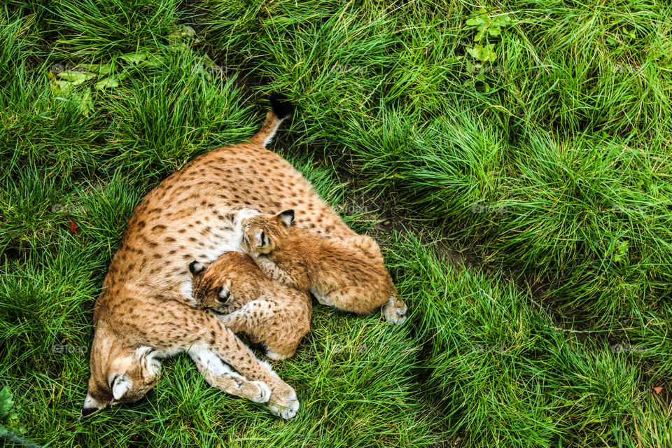 Lynx with kitten on grassy field