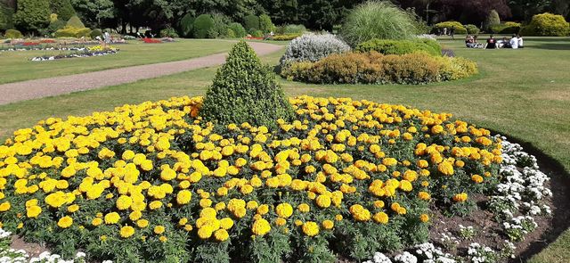 marigold in summer