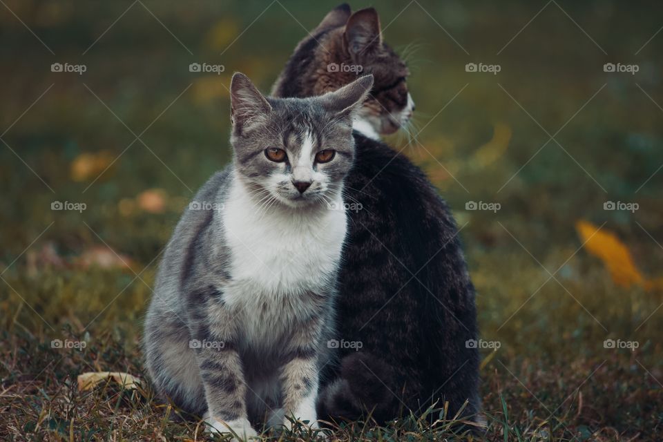 Two cats looking away from camera