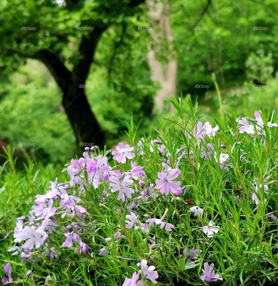 Purple flowers