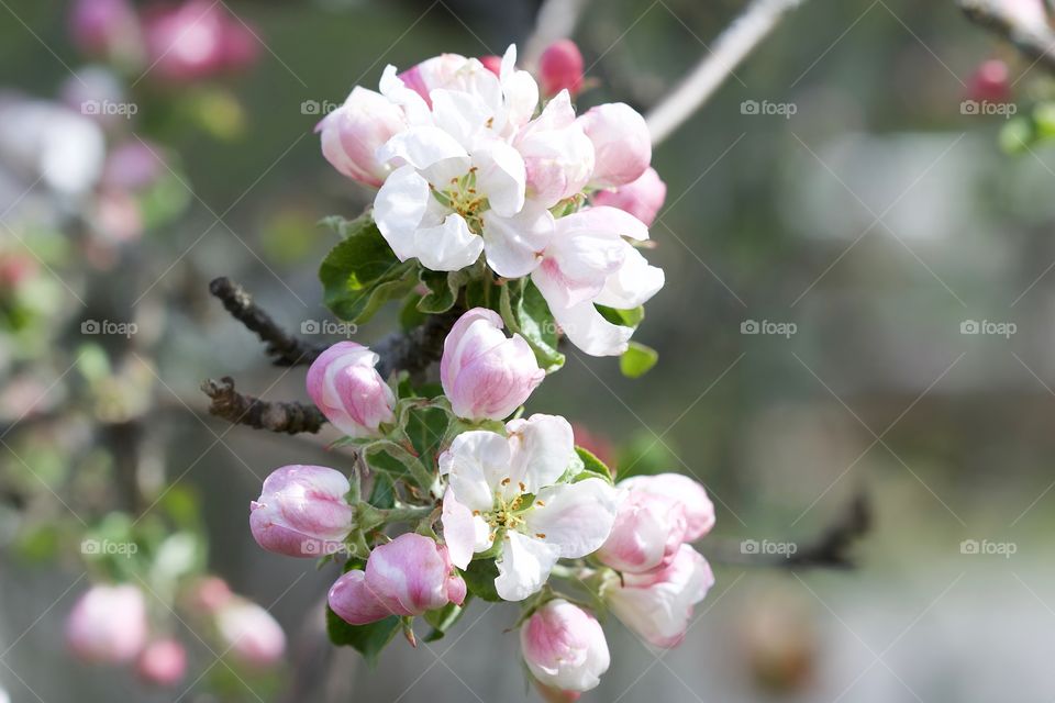 apple blossom