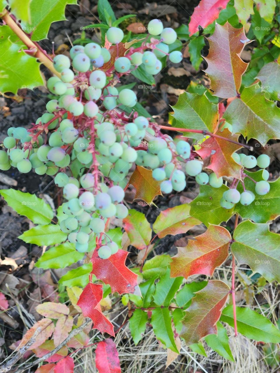 plant with red and green leaves and berries