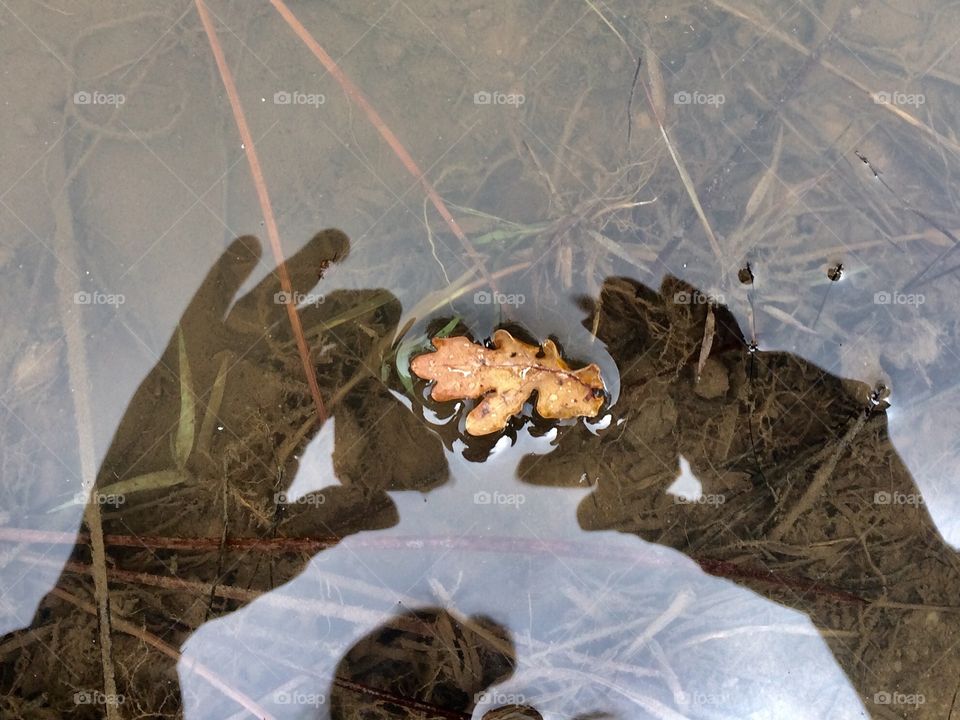 Taking picture of an oak leaf