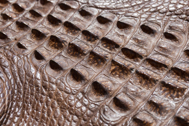 Close up of American alligator skin dyed leather 