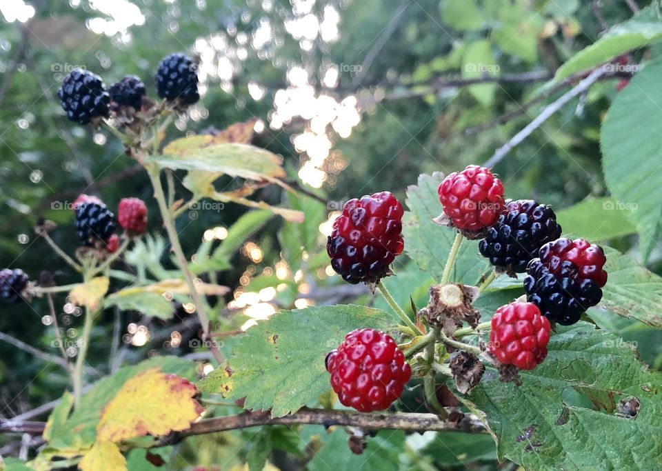 Black Raspberries Ripening 