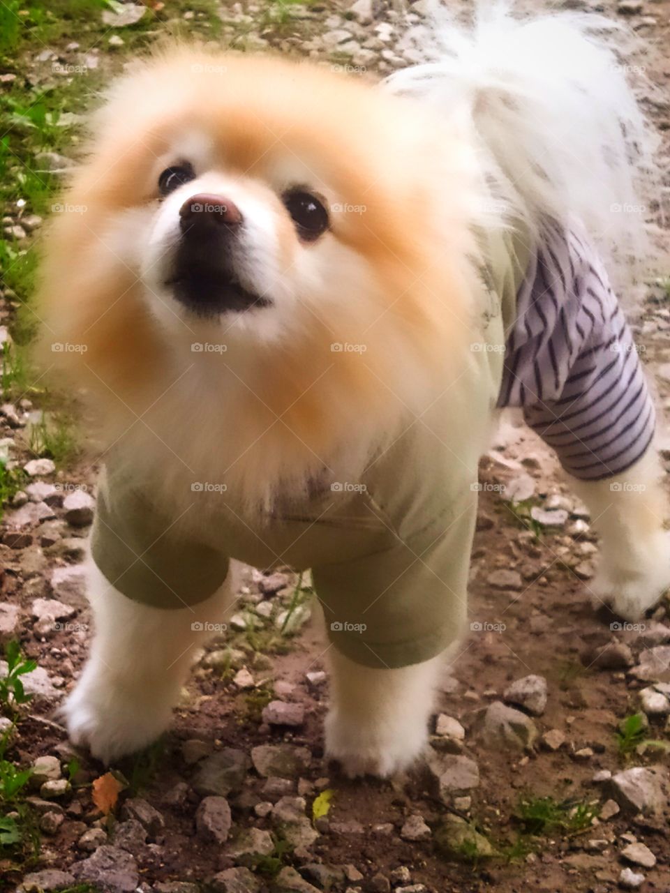 Pomeranian for a walk in clothes