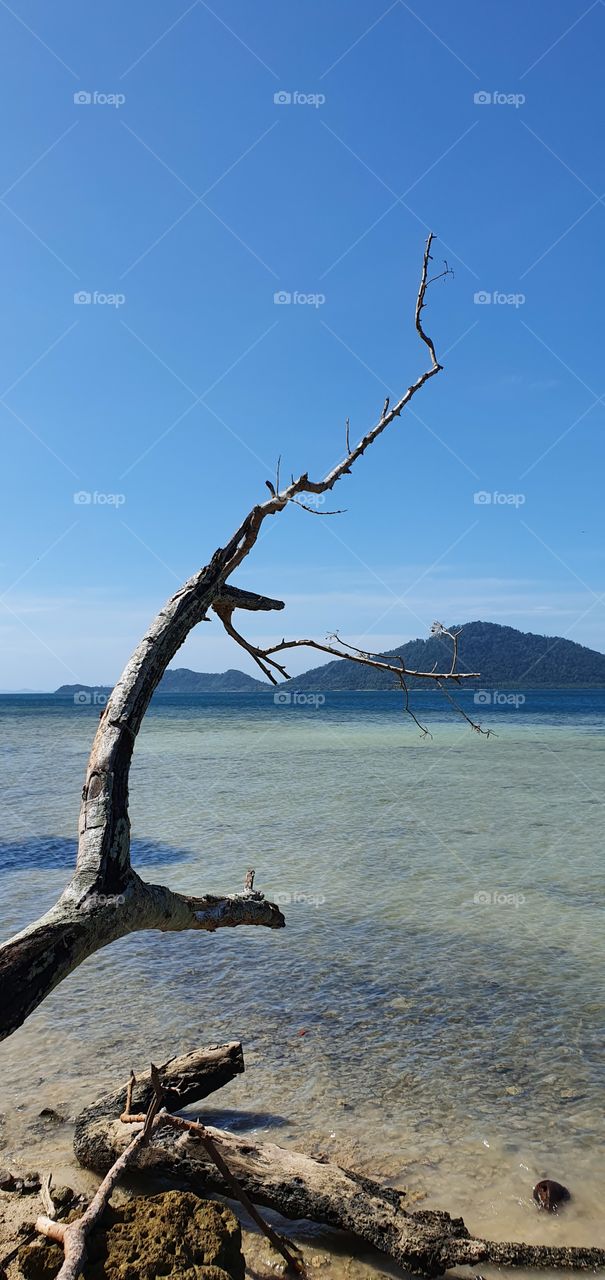 Dried trees along the beach
