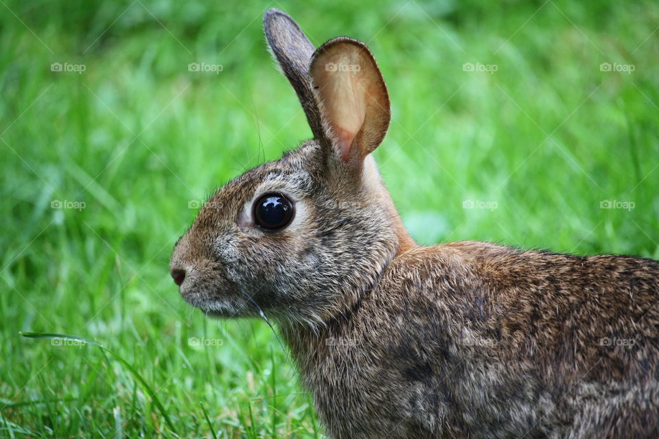 Portrait of a young rabbit