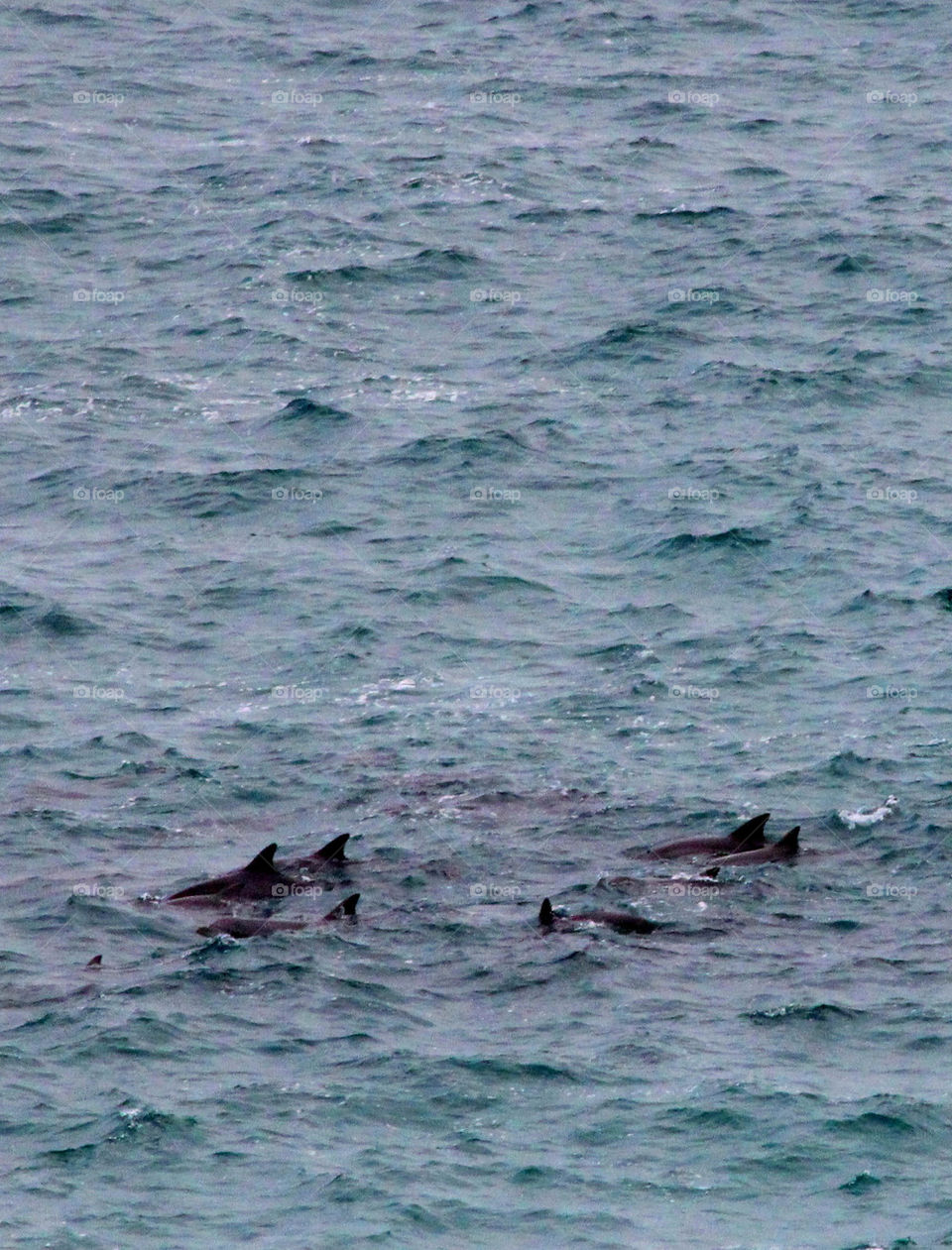 A pod of wild dolphins