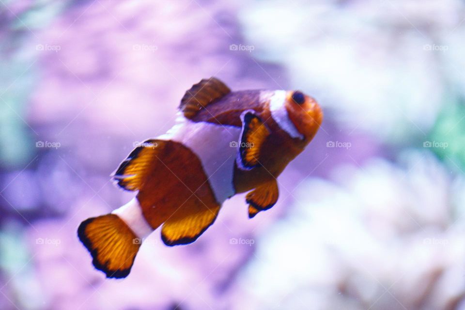 Dreamy clown fish 