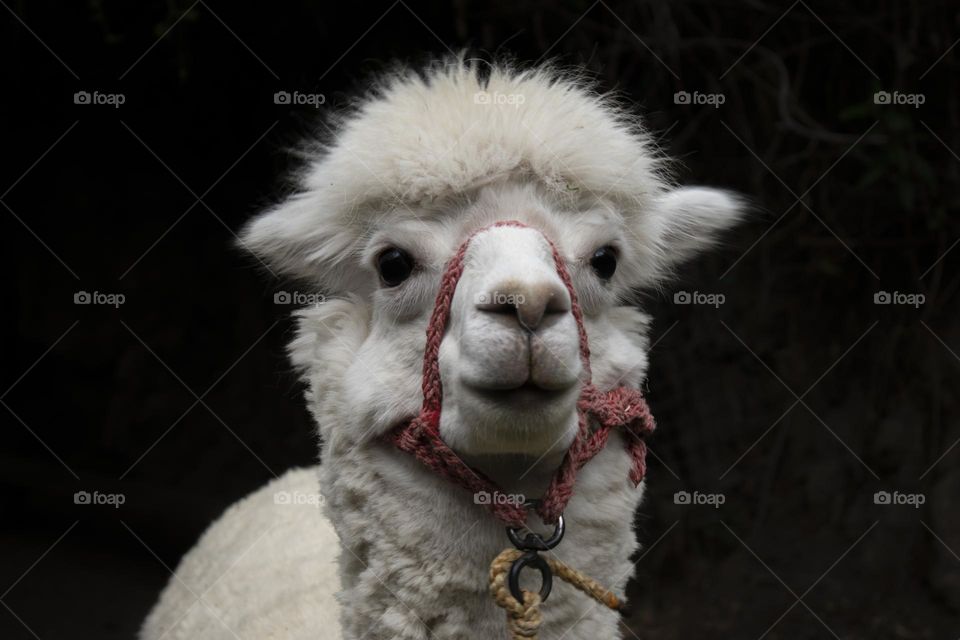 Alpaca of ecuador