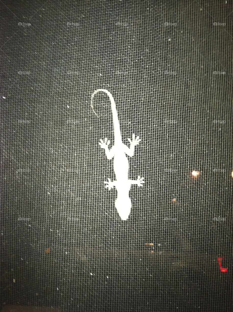 Lizard on a screen