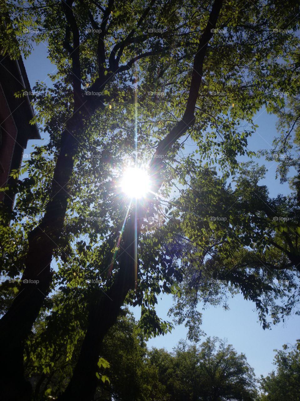 Sun rays through the forest