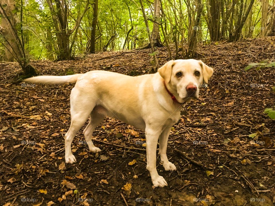 Dog in the woods 
