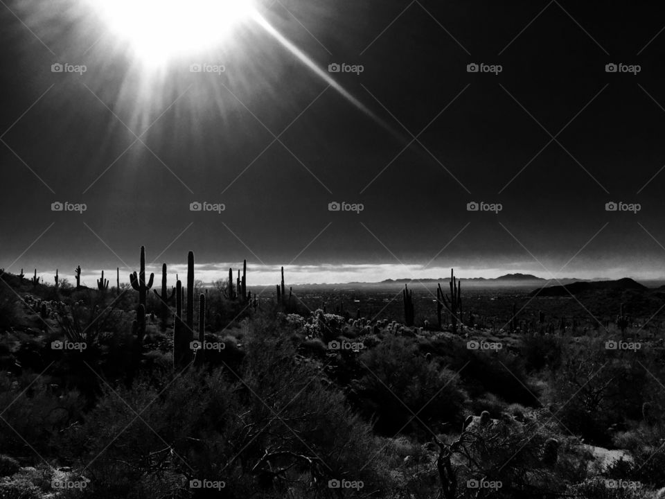 Saguaros 