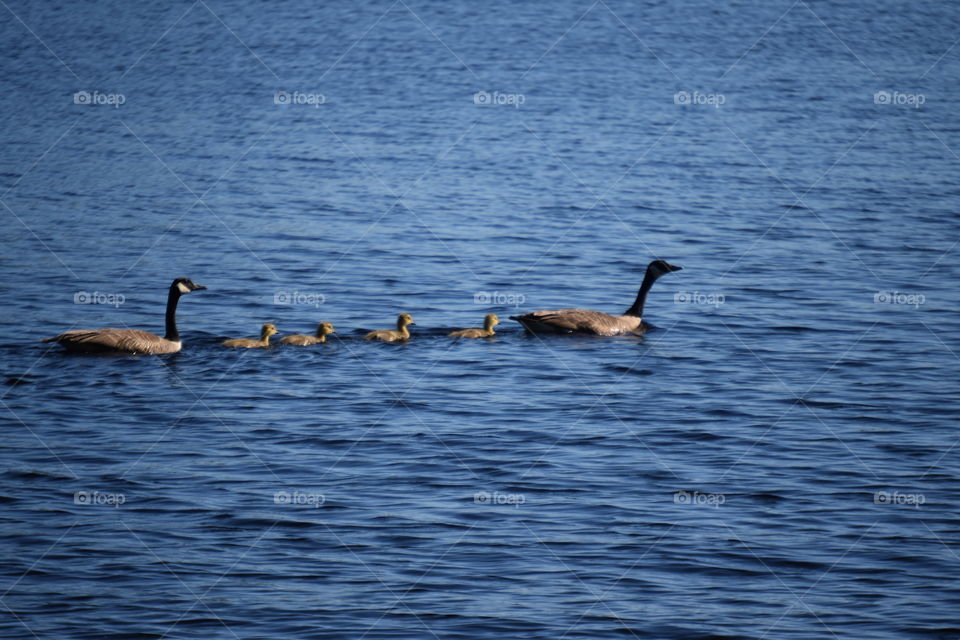 geese family