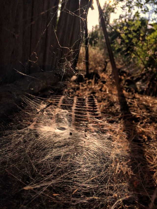 spider 🕷