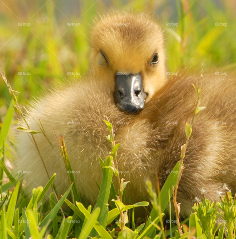 baby sleeping bird cute by lightanddrawing