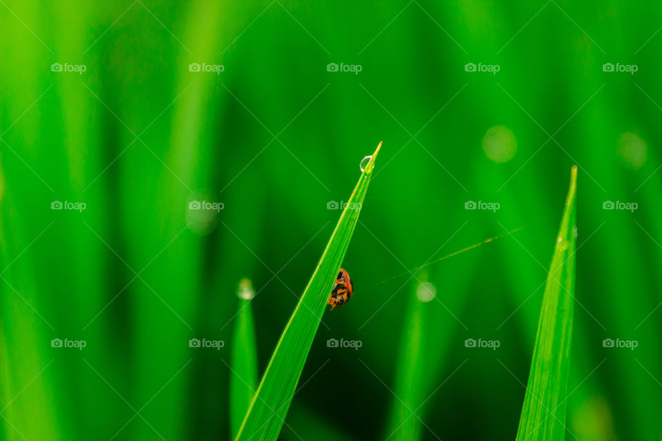 small animal on rice leaves in the morning