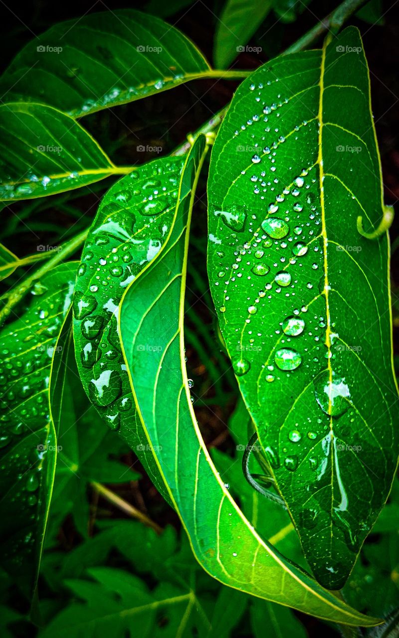 water drops on leaf