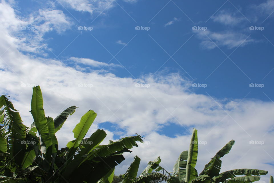 Banana Plantation Against The Blue Sky