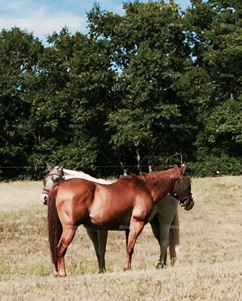 Brown horse and white horse in a field in the state of New York.