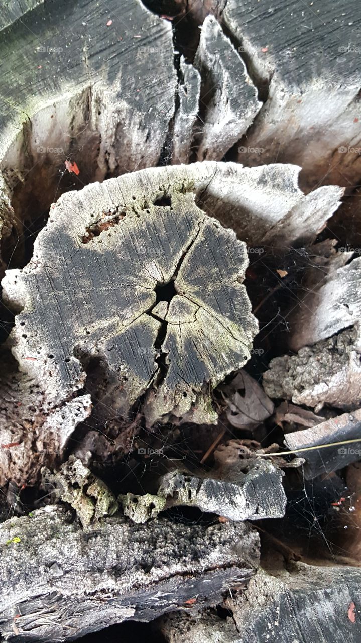 picture of middle of rotted tree Stump summer