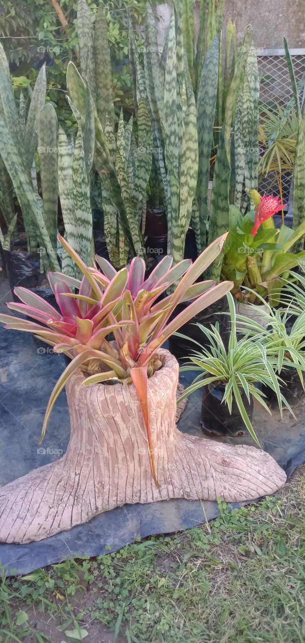 Bromeliads in custom tree stump