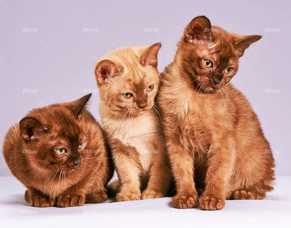 three cat