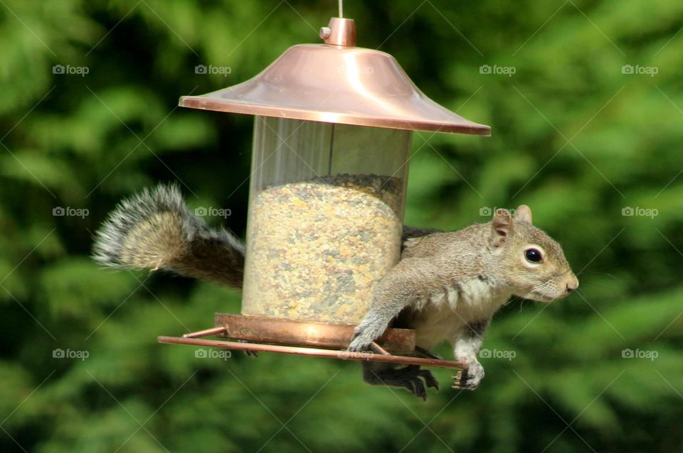 squirrel on a bird feeder