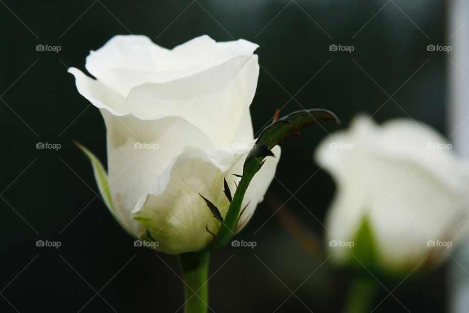 White roses