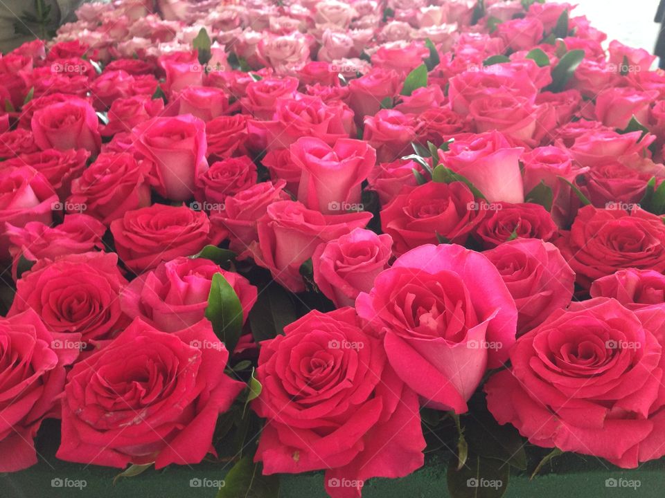 Full frame of rose flowers